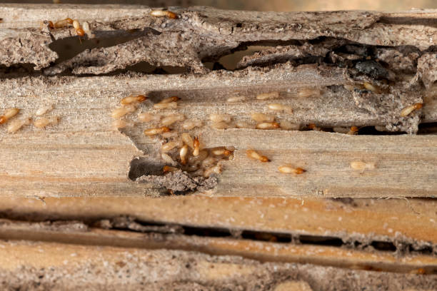 Mountain Lake Park, MD Pest Control Company